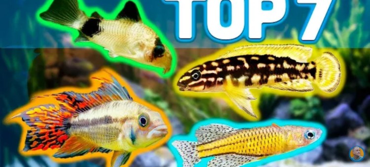 Top 7 Freshwater Fish for a 20-Gallon Aquarium
