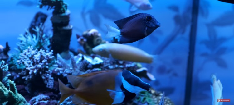 5 Saltwater Fears you Should NOT Worry About