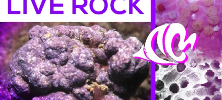 Live Rocks: Everything you Need to Know