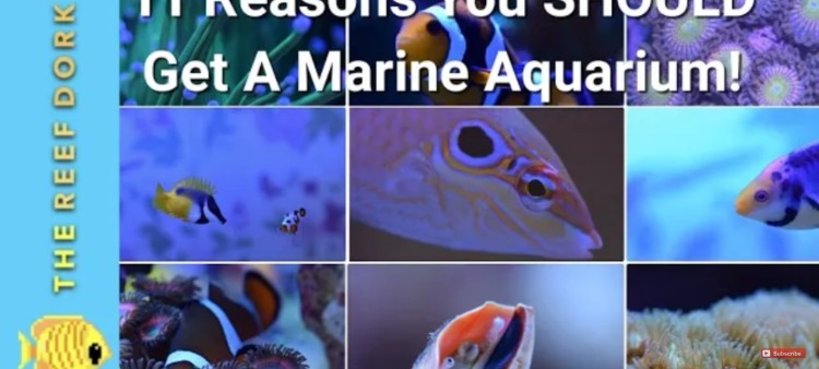 Top 11 Reasons you Should Get a Reef Tank