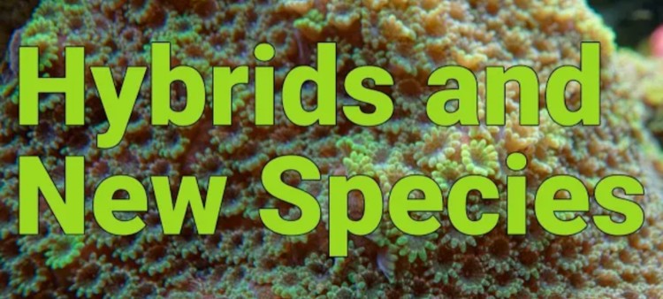 How Hybrid Fish and Corals can Create New Species?