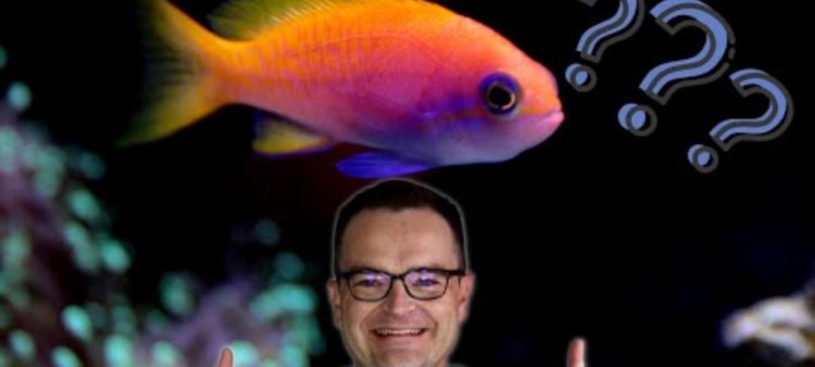 Top 5 Worst Saltwater Beginner Fish: Don’t Get Them!