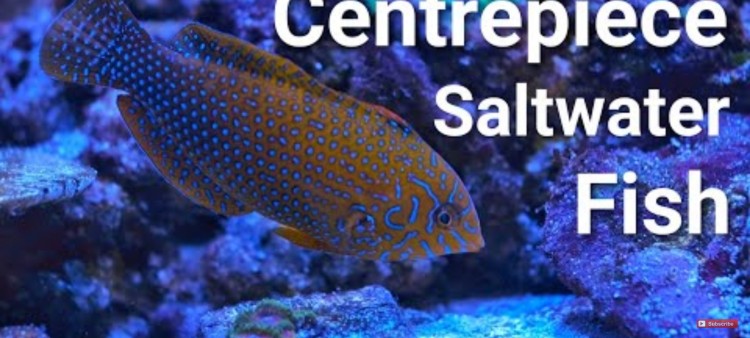 Best Centrepiece Saltwater Fish For EVERY Size Tank!