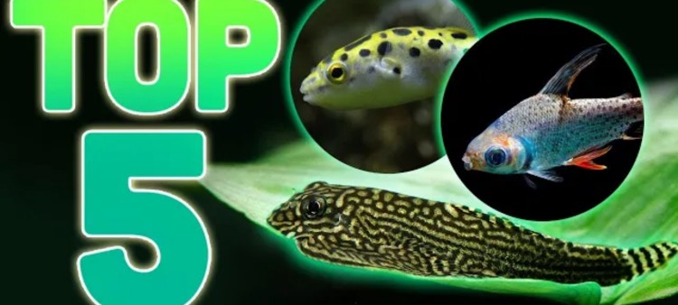 Top 5 Oddball Fish For Your Freshwater Aquarium