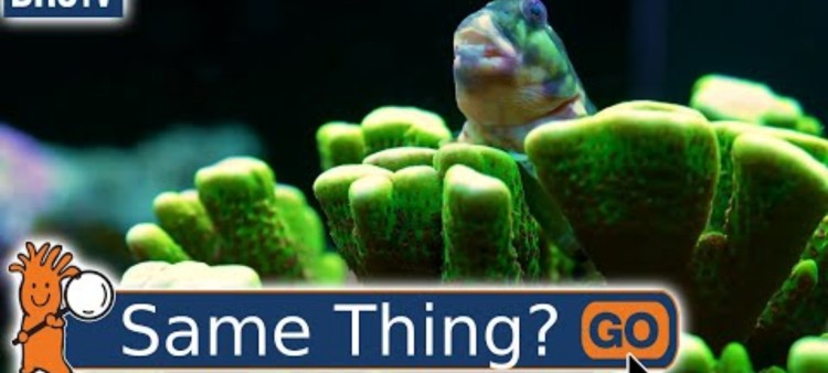 What is the Difference Between a Reef Tank and a Saltwater Tank?