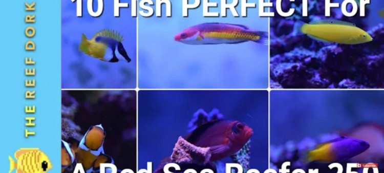 Top 10 EASY, Reef-Safe, Peaceful Fish For A Red Sea Reefer 250
