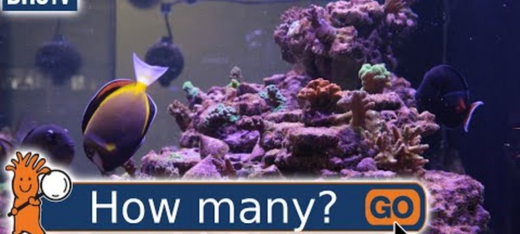 How Many Fish Can You Have in a Saltwater Tank?