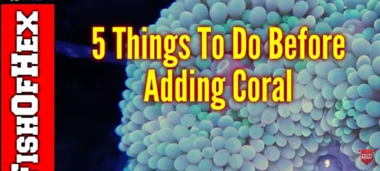 5 Things Everyone Should do Before Adding Corals to a Saltwater Aquarium
