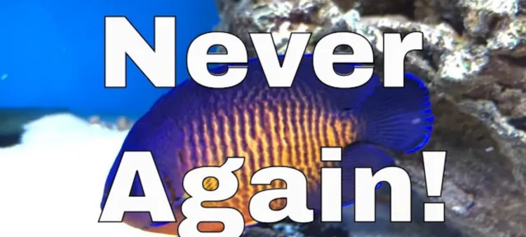 5 Saltwater Fish You’ll Regret Getting