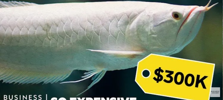 Why are Dragon Fish So Expensive?