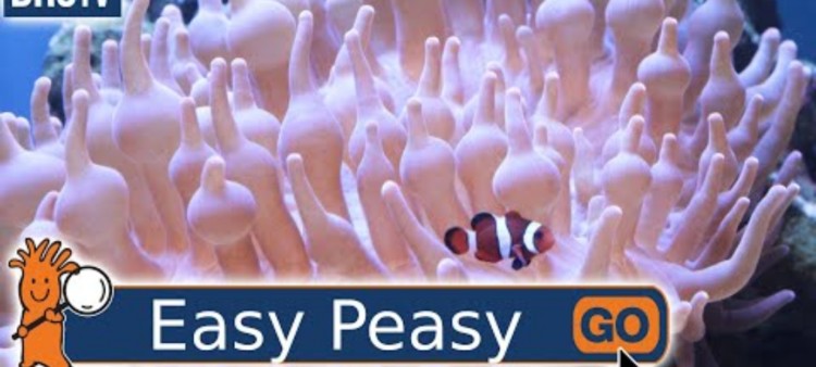 What is the Most Hardy Saltwater Fish?