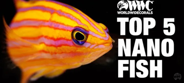 Top 5 Nano Reef Fish