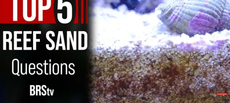 Top 5 Most Frequently Asked Questions About Sand or Substrate