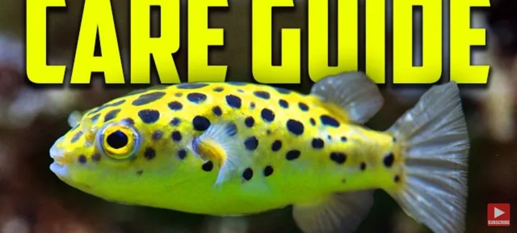 How to Keep Green Spotted Puffer Fish?