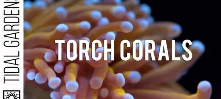 Torch Coral: A Complete Care Guide