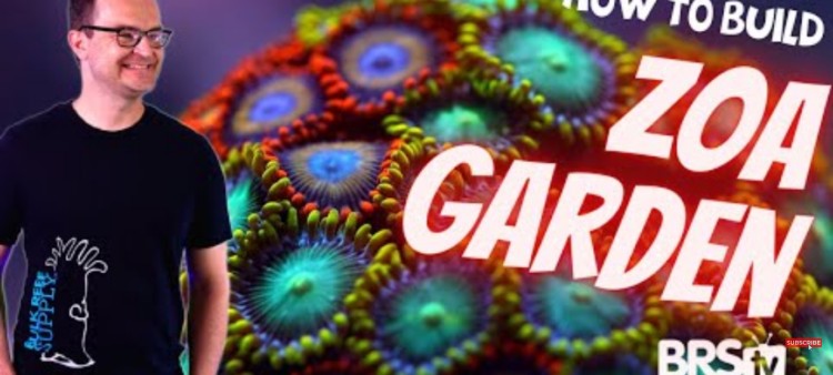 A Simple Zoa Garden for Your First Reef Tank?