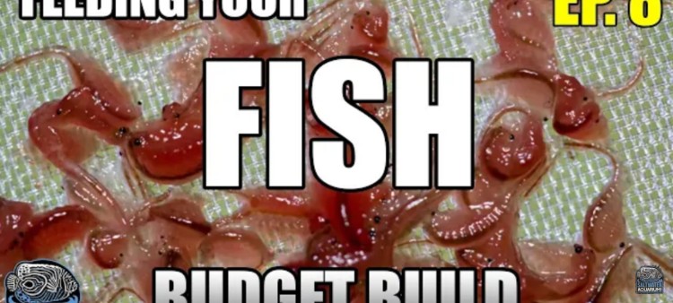 How & What to Feed Your Fish – Beginner Saltwater Budget Aquarium