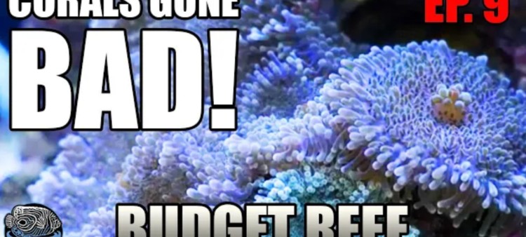 Finding What’s Wrong with Your Soft-Coral Saltwater Aquarium