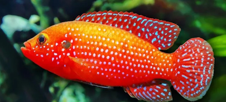 Top 10 Colorful Freshwater Aquarium Fish