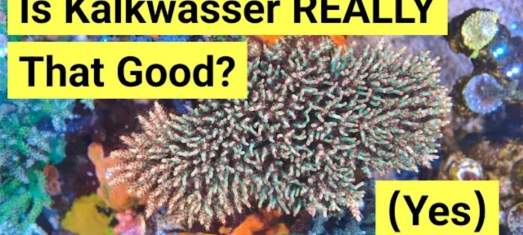 Is Kalkwasser Good for your coral
