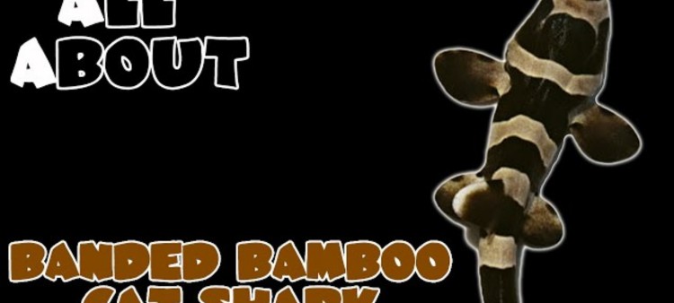 All About the Banded Bamboo Cat Shark