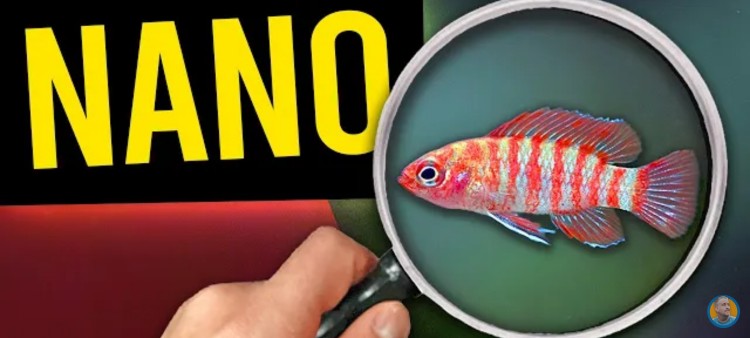 5 Nano Fishes to Try in Your Small Aquarium