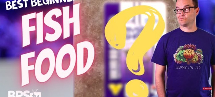 Best Food for Your Saltwater Fish & Reef