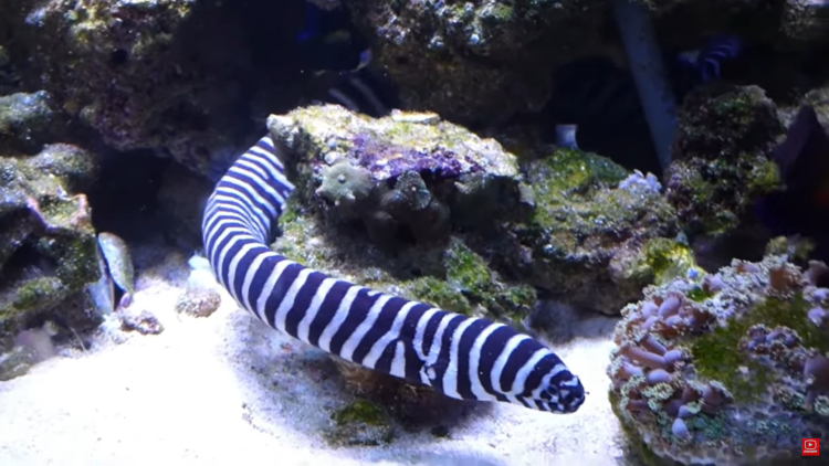 Top 10 Most Beautiful Saltwater Fish in the Reading Hobby
