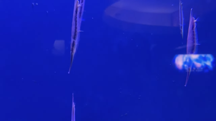 All about the Razor Fish or Striped Shrimpfish