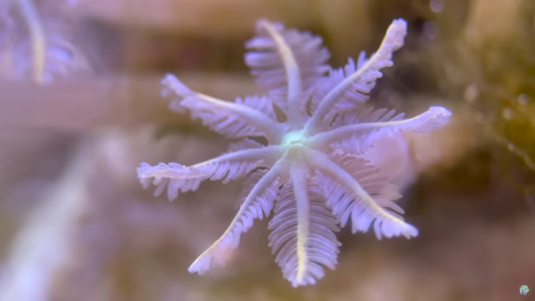 Building a Slice of the Ocean, Nano Reef Tank Build