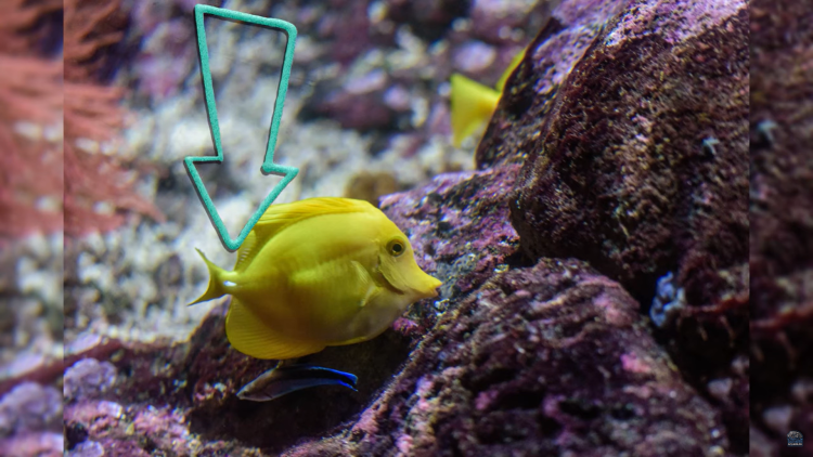 Dangerous Animals in Your Aquarium? Tangs, Triggers, and More