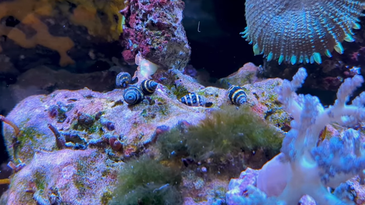 All About The Pom Pom Crab