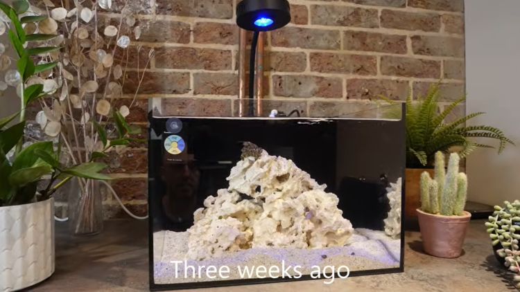 Adding Fish to Your New Reef Tank
