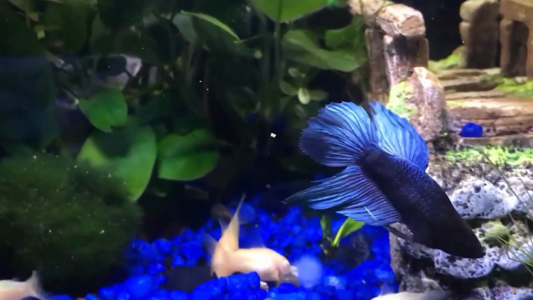 Top 12 Aquarium Fish For Beginners