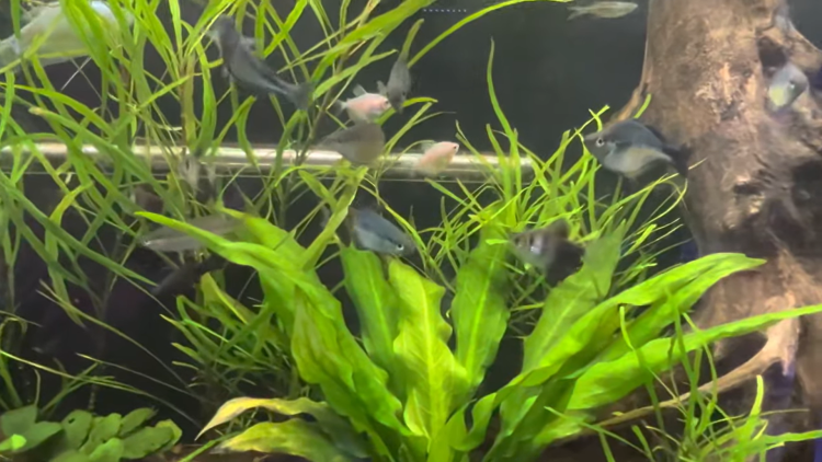 Turquoise Rainbowfish Care Guide