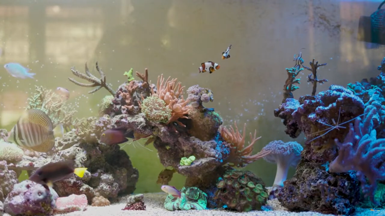 3 Saltwater Fish to Avoid (Here’s Why)