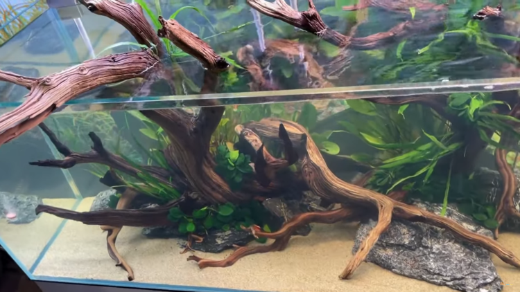 FOWLR Tanks – Fish Only With Live Rock Saltwater Tanks