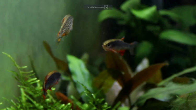 All About Bristle Worms and Fire Worms