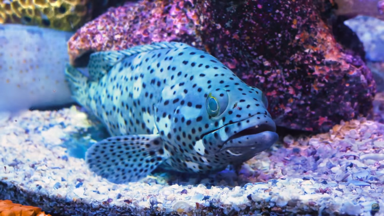 Top 4 Aquarium Snails to Avoid (don’t Make This Mistake)