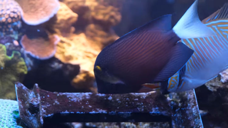 10 Best Saltwater Fish Tank Cleaners