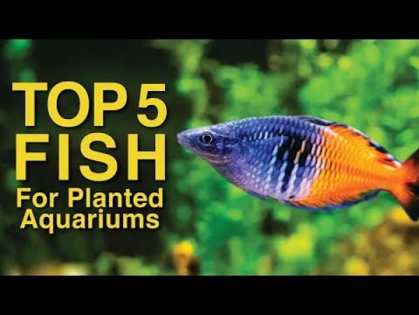Top 5 Fish for a Planted Tank from Fluval