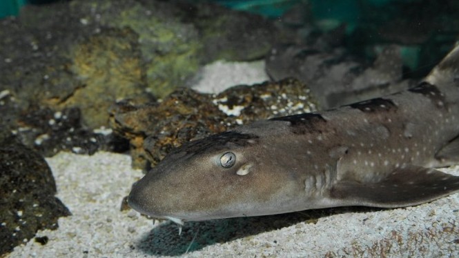 Aquarium Saltwater Sharks