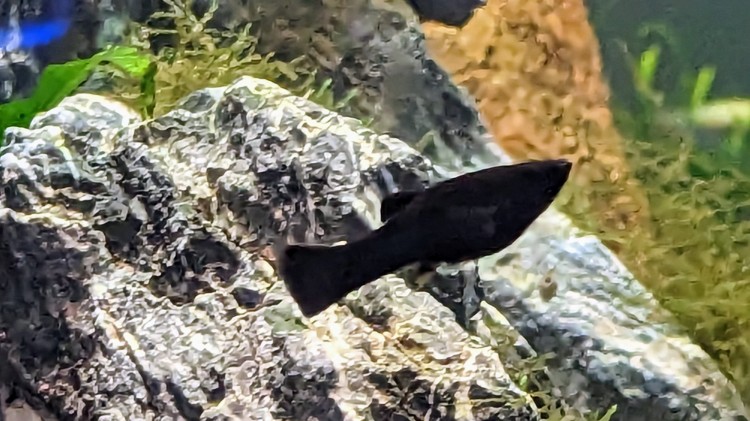 Molly Fish: A Complete Guide for Keeping and Breeding