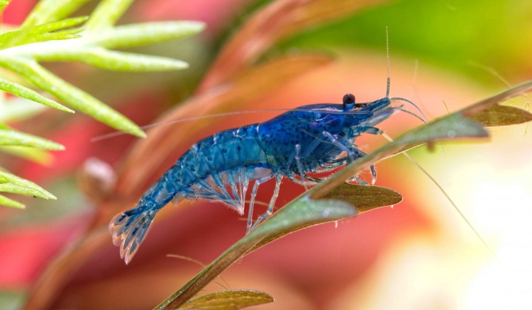A Guide To Freshwater Shrimps In The Aquarium