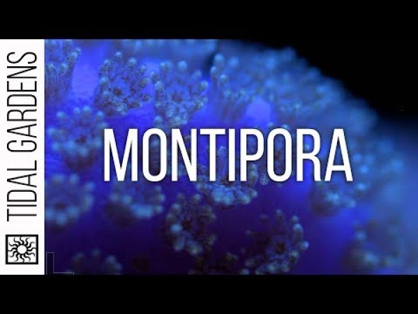 Montipora Coral Care Tips and Guide