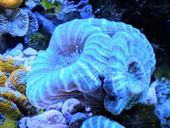 Candy Cane Trumpet Corals – Spotlight Guide, Aggression, Feeding & More