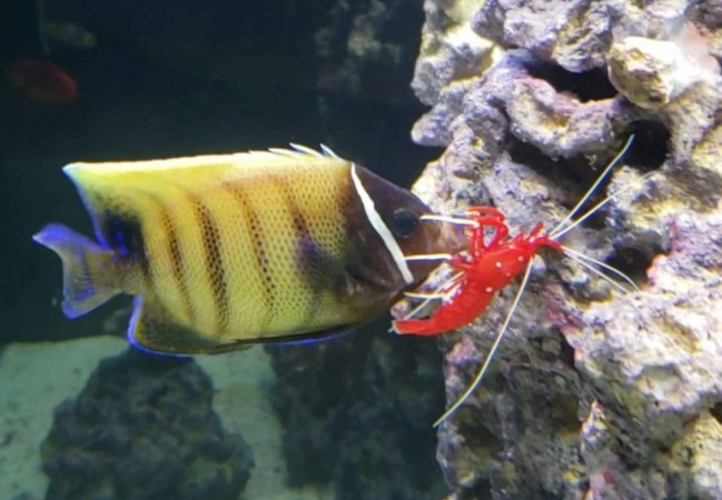 Hiring a Crew to Keep Your Aquarium Clean