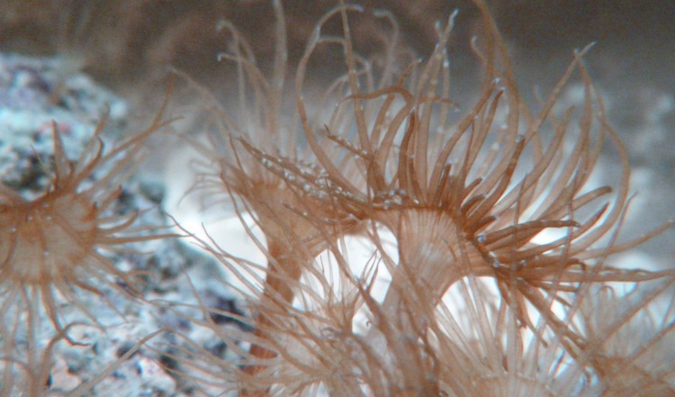 Aiptasia Anemone Spotlight and How to Get Rid of Them