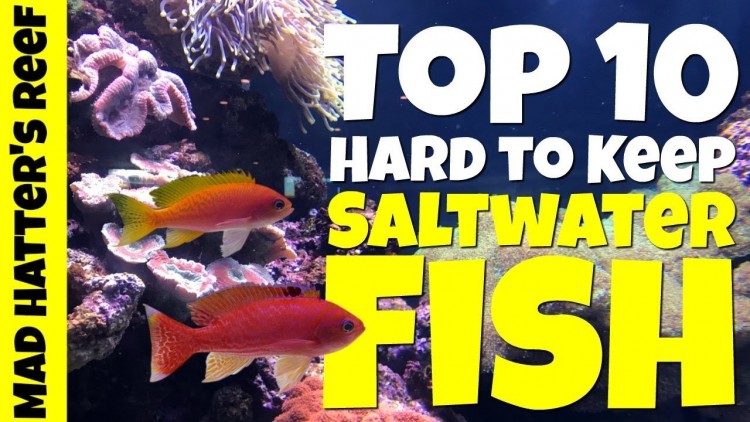 Mad Hatters Top 10 Hard to Keep Saltwater Fish in a Reef Tank